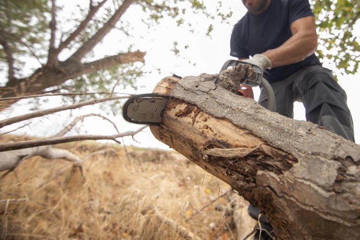 Tree Removal: What You Need to Know Before Taking a DIY Approach